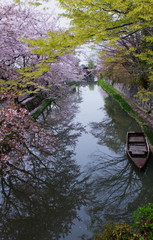 桜が咲く春の滋賀県近江八幡市の八幡堀の風景