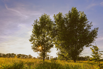 beautiful daytime summer forest landscape