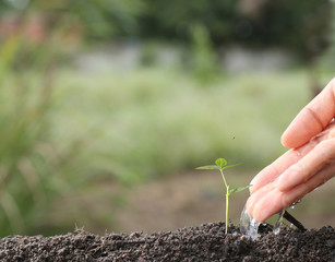 Man hand watering young tree over green background , agriculture and Seedling concept