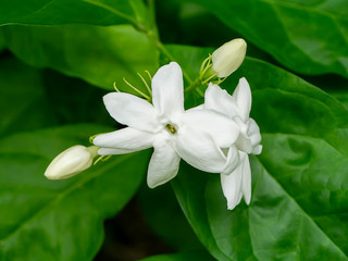 Obraz na płótnie Canvas Close up of white jasmine flower