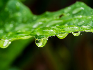 Close up water drop on leaves.