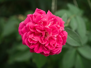 Pink of Damask Rose flower