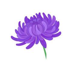 Blooming purple flower. Vector illustration on white background.