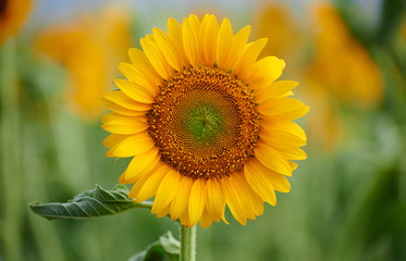Fototapeta premium Sunflower field - beautiful summer landscape