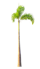 Betel palm tree isolated on white