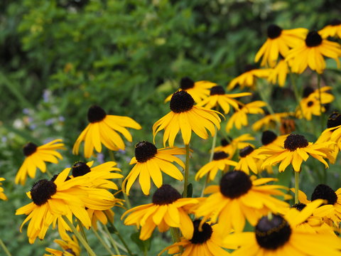 夏の庭に咲く黄色いルドベキア ヒルタの花 Stock 写真 Adobe Stock