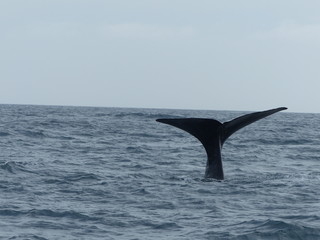 Fototapeta premium whale tail coming out of the water in kaikoura new zealand