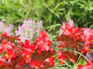 初夏の庭に咲く赤いベゴニアの花