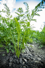 Carrots grow in the garden. growing vegetables in the open ground.