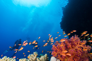 Fototapeta na wymiar Seascape with lyretail anthias (Pseudanthias squamipinnis) fish in the foreground and soft coral behind them, with divers in the background.