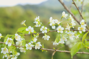 Obraz premium white sakura or cherry blossom