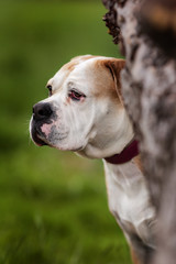 Bulldogge Mischling auf grüner Wiese