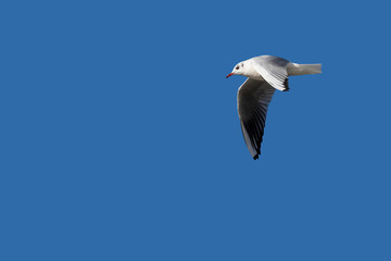 Fliegende Möwe am blauen Himmel