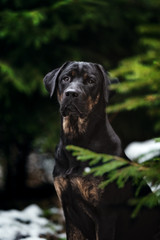 Black and Tan Labrador Retriever im Wald