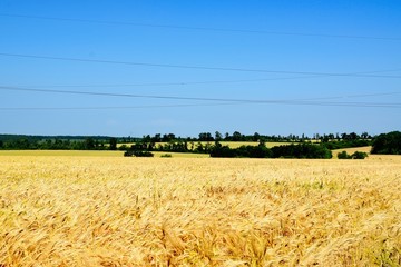 Wheat is a grass widely cultivated for its seed, a cereal grain which is a worldwide staple food