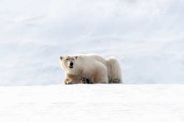 Polar bear crouching on the white snow of Svalbard