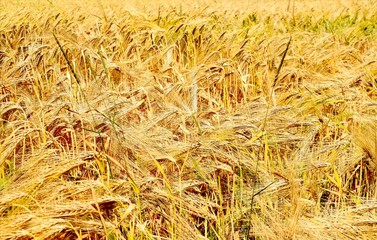 Wheat is a grass widely cultivated for its seed, a cereal grain which is a worldwide staple food