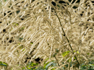 (Aruncus dioicus) Hampe florale de barbe-de-bouc ou reine-des-bois vue de près