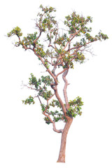 Fototapeta na wymiar tree isolated on white background