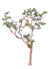 Obraz premium tree isolated on white background