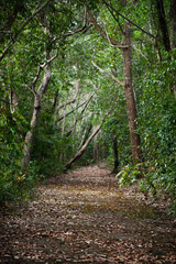 Empty abandoned rural road in forest
