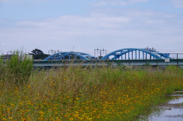 丸子橋と黄色い花