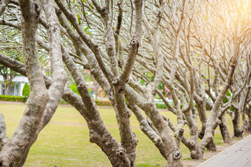 Tunnel of dry Plumeria Tree or Frangipani tree with walking way