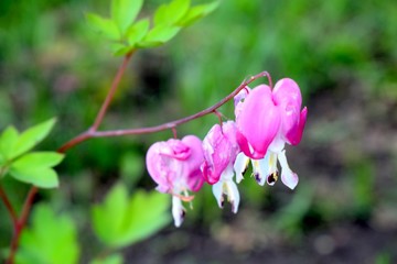 Lamprocapnos spectabilis(bleeding heart or Asian bleeding-heart) is a species of flowering plant in...