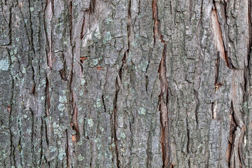 Closeup Tree Bark Texture Background