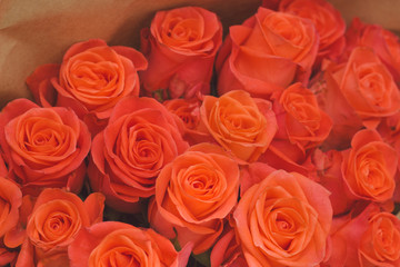 close up   orange rose flower buds