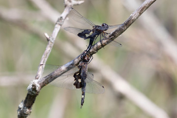 A male and a female dragonfly during mating