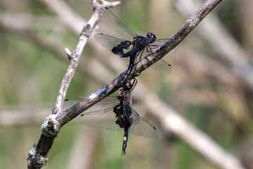 A male and a female dragonfly during mating