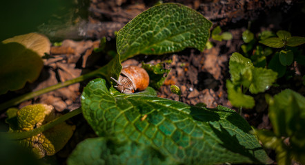 snail in the garden