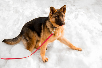 beautiful young dog shepherd stands in the snow