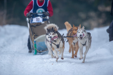 Husky dogs running with the sled at a competition