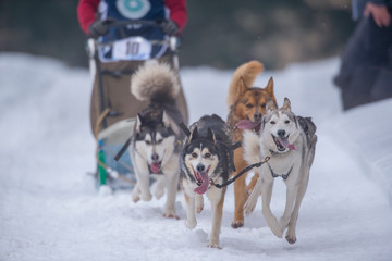 Husky dogs running with the sled at a competition