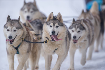 Husky dogs running with the sled at a competition