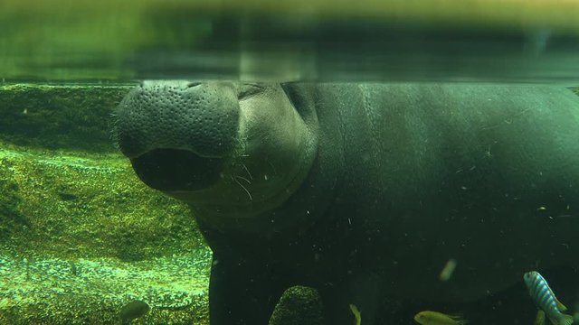 Hippopotamus immersed in water, view from the water and above it