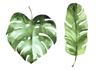 Watercolor tropical leaves set isolated on white background. Watercolor hand drawn illustration.