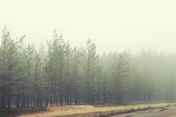 Mysterious coniferous forest near rural dirt road covered with heavy fog in early autumn morning. Pine trees with thick fog along village road. Scenic fall nature background