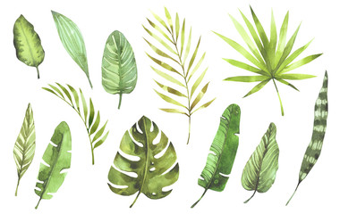 Set plants elements - herbs, leaf. tropical collection leaves. Botanical illustration isolated on white background, exotic. watercolor style. Green nature