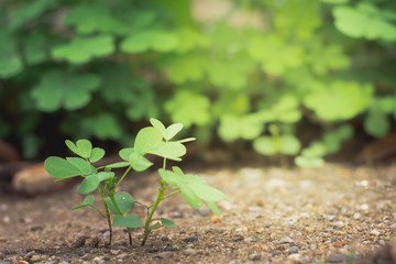 Small green plant growth on soil and gravel in garden with morning light. In concept still life.