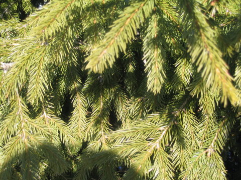 spruce paws branches