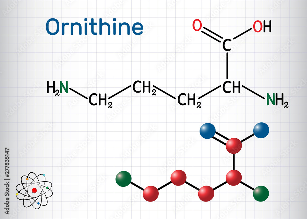 Poster Ornithine non-proteinogenic amino acid molecule, is used in the urea cycle. Structural chemical formula and molecule model. Sheet of paper in a cage