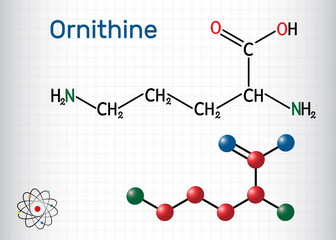 Ornithine non-proteinogenic amino acid molecule, is used in the urea cycle. Structural chemical formula and molecule model. Sheet of paper in a cage