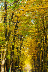 Fototapeta na wymiar path in the autumn park