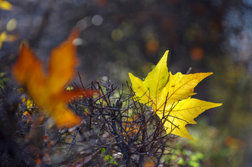 Yellow maple leaf on the ground in autumn sunlight