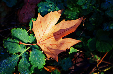 Yellow maple leaf on the ground in autumn sunlight