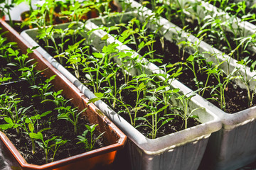 tomato seedlings growing on a windowsill , home gardening concept