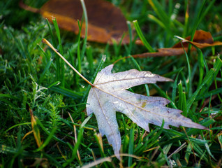 yellow maple leaves on green grass